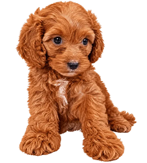 Pui Cavapoo, femelă — fotografie a exemplarului.