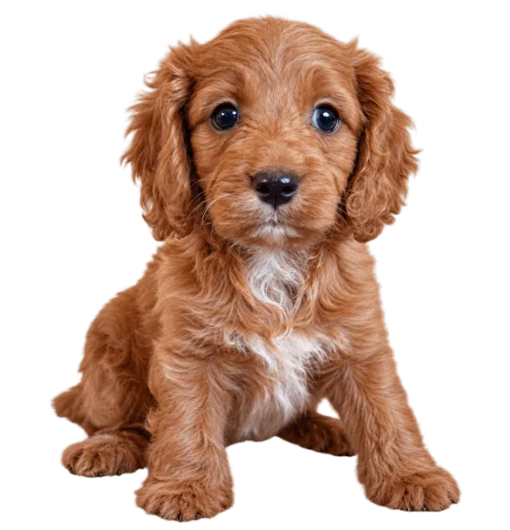 Pui Cavapoo, mascul — fotografie a exemplarului.