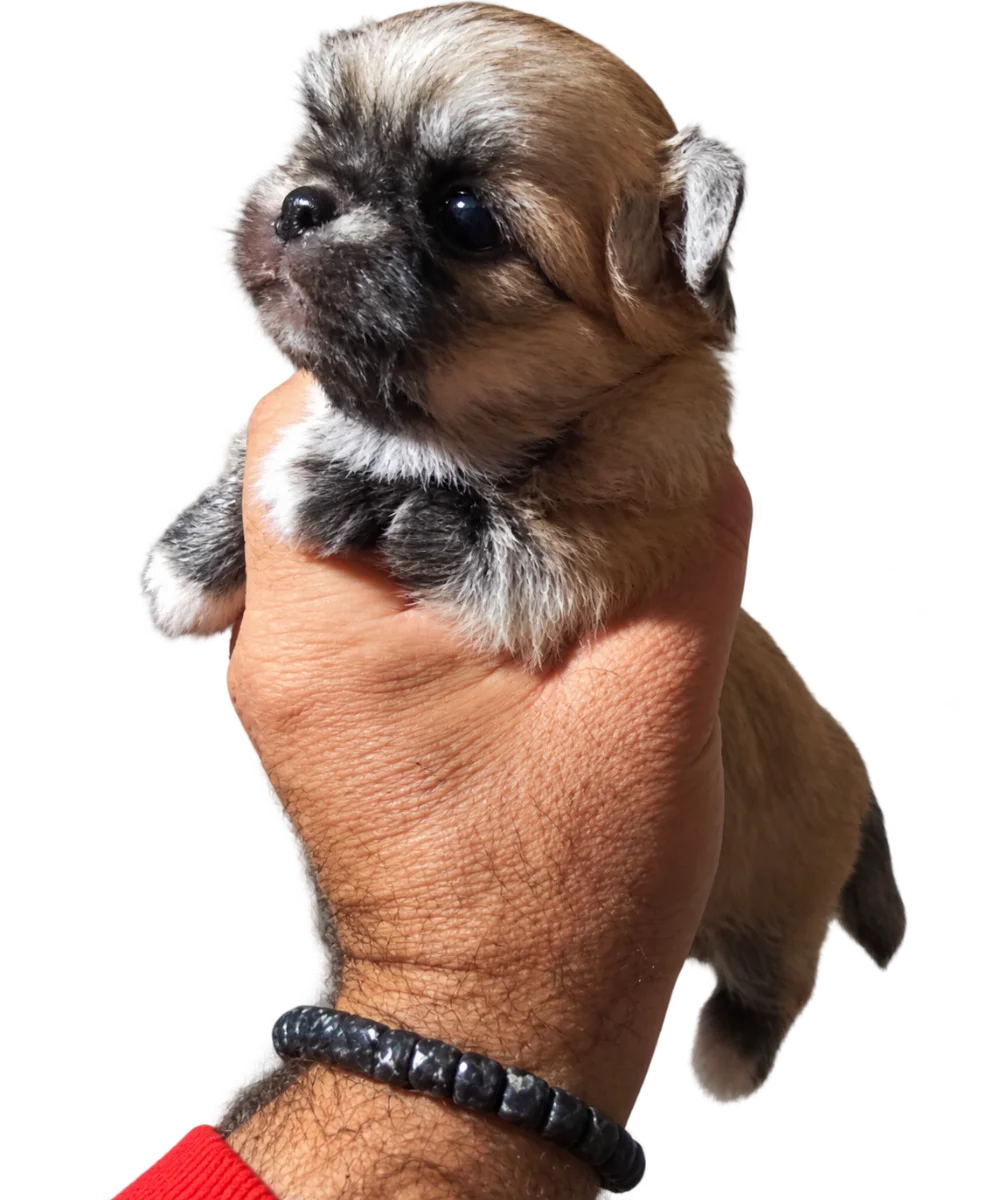 Pui Chihuahua Toy, maro — fotografie a exemplarului.
