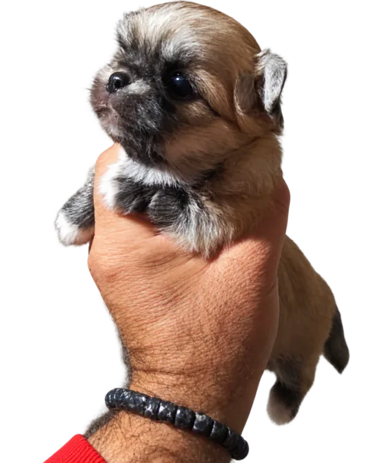 Pui Chihuahua Toy, maro — fotografie a exemplarului.