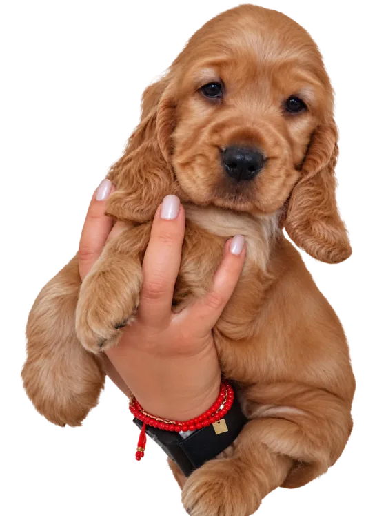 Pui Cocker Spaniel Englez, femelă — fotografie a exemplarului.