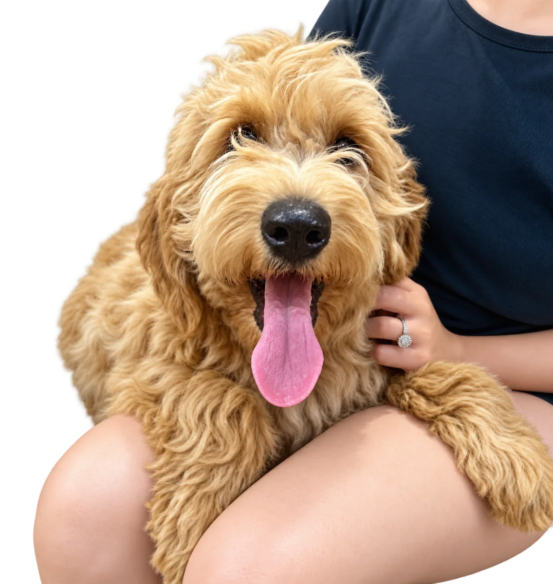 Pui Goldendoodle, mascul, auriu — fotografie a exemplarului.