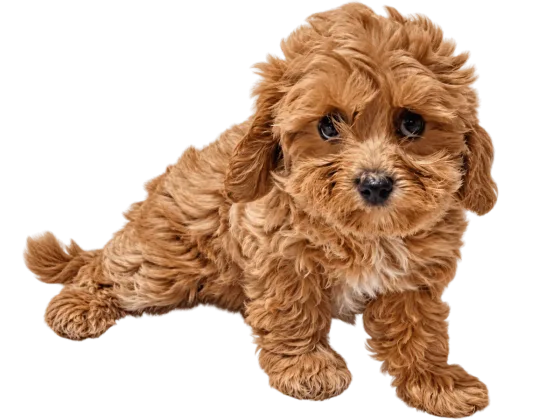 Pui Maltipoo, femelă, apricot — fotografie a exemplarului.