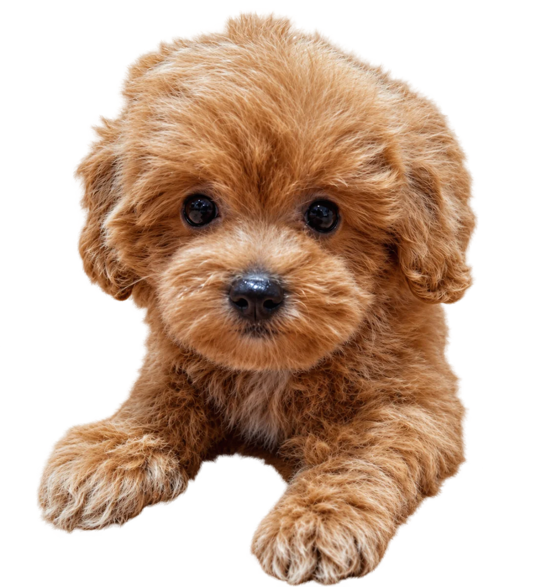 Pui Maltipoo Toy, femelă, roșcat — fotografie a exemplarului.