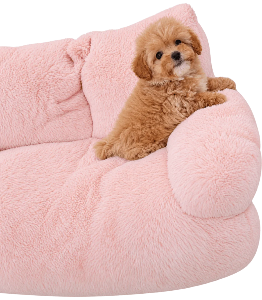 Pui Maltipoo Toy, mascul — fotografie a exemplarului.