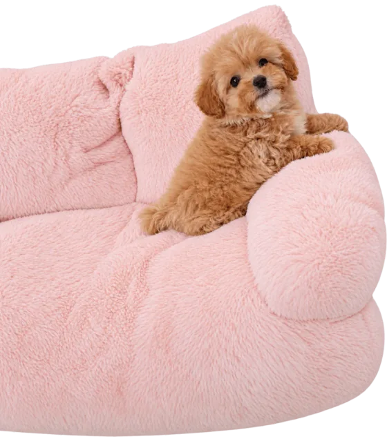 Pui Maltipoo Toy, mascul — fotografie a exemplarului.