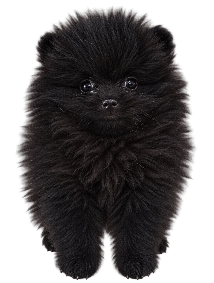 Pui Pomeranian, femelă, negru — fotografie a exemplarului.