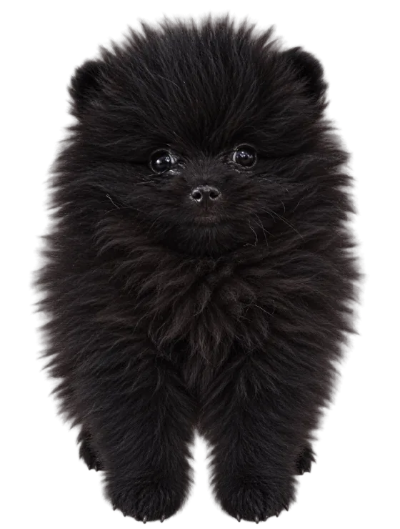 Pui Pomeranian, femelă, negru — fotografie a exemplarului.