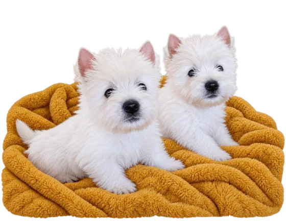 Pui Westie — fotografie a exemplarului.