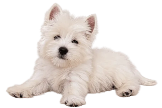 Pui Westie, femelă — fotografie a exemplarului.