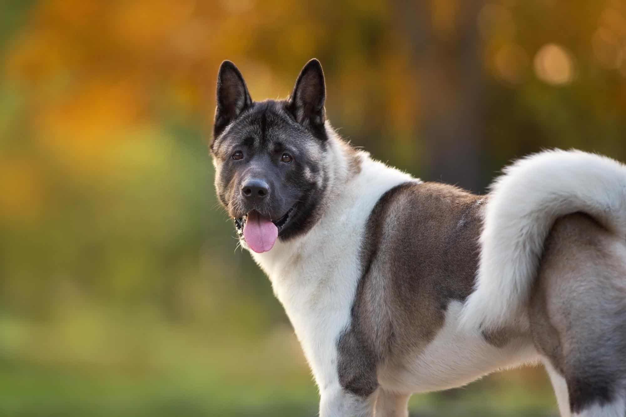 Cum se integrează Akita ⁤American în familia cu copii