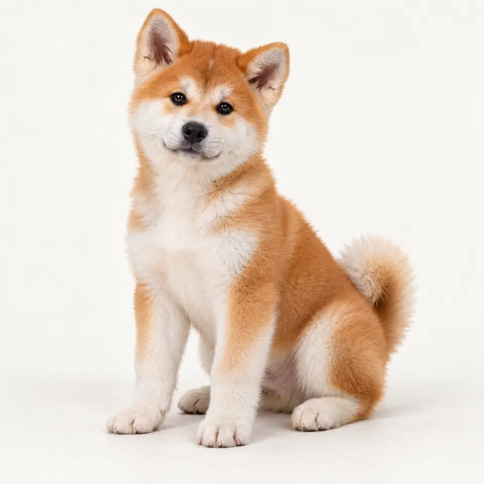 Pui Akita Japonez — imagine de prezentare.