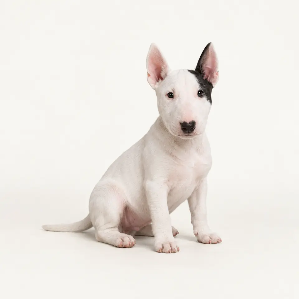 Pui Bull Terrier Pitic — imagine de prezentare.