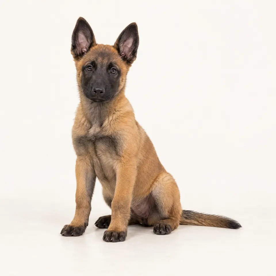 Pui Ciobanesc Belgian Malinois — imagine de prezentare.