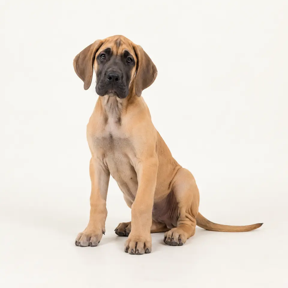 Pui Dog German — imagine de prezentare.