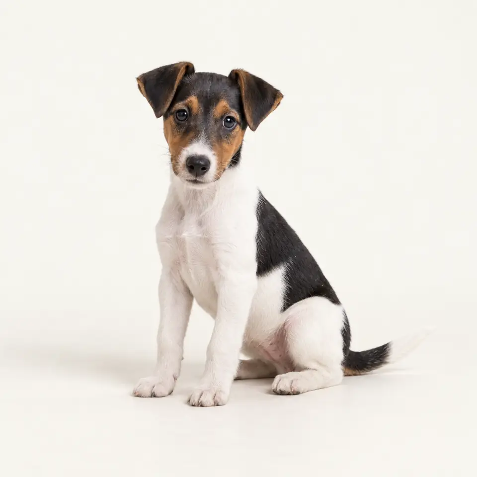 Pui Fox Terrier cu par neted — imagine de prezentare.