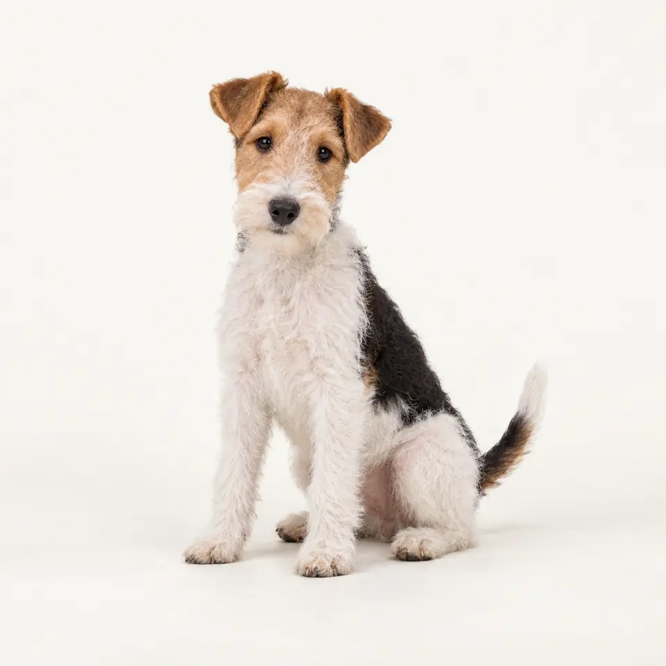 Pui Fox Terrier cu par sarmos — imagine de prezentare.