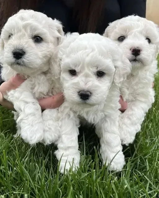 Bichon Frise. 