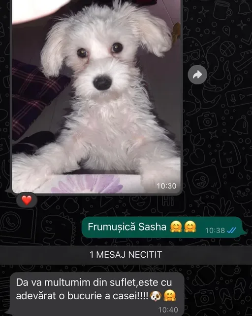 Recenzie Bichon Maltez femelă.