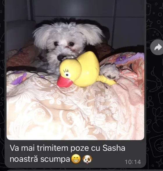 Recenzie Bichon Maltez femelă.