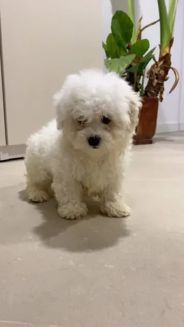 Bichon Frise mascul.