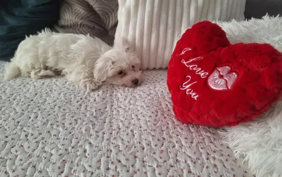 💌 Astăzi, micuțul Pufuleț, un adorabil Bichon Maltez, și-a găsit locul în inima unei noi familii! 🤍