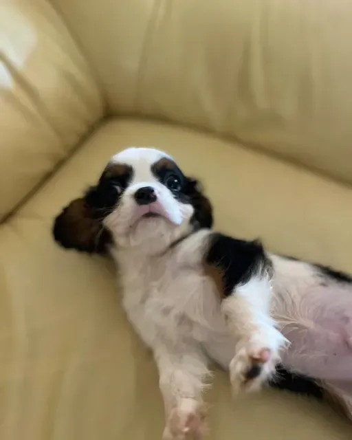Cavalier King Charles Spaniel tricolor mascul. 