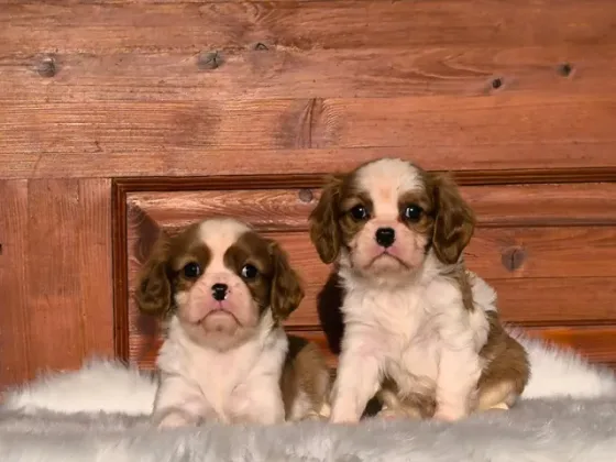 Cavalier King Charles Spaniel Blenheim. 