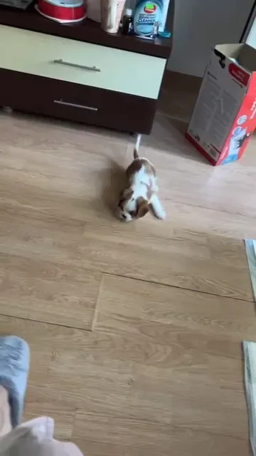 Aria, superba noastră Cavalier Blenheim, a ajuns în noua ei familie și deja topește inimi (și mușcă șlapi) 😃