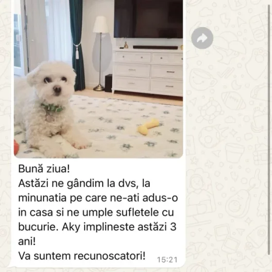 Bichon Bolognez recenzie.