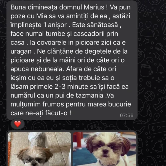 Recenzie Shih Tzu femelă.
