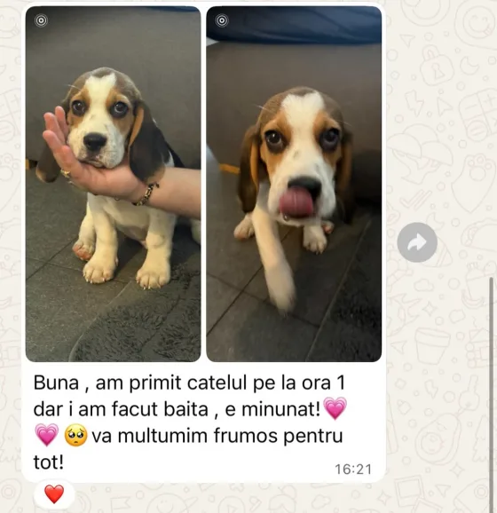 🐾✨ Un nou început în Köln! ✨🐾