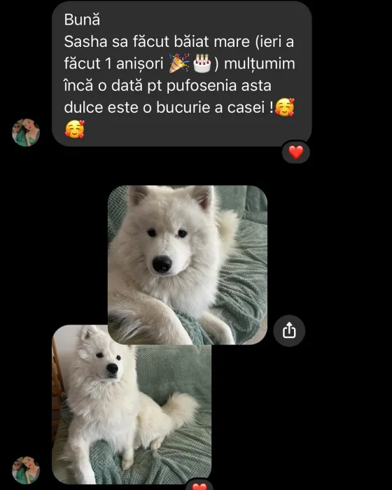 Samoyed mascul recenzie.