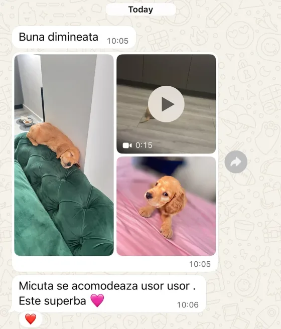 🌸🐶 O micuță Cocker Spaniel care cucerește inimi 🐶🌸