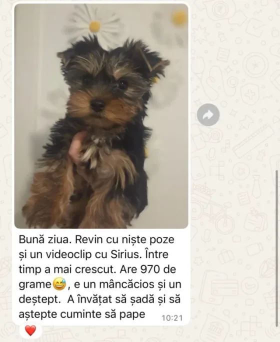 ✨ Sirius crește frumos, pas cu pas ✨