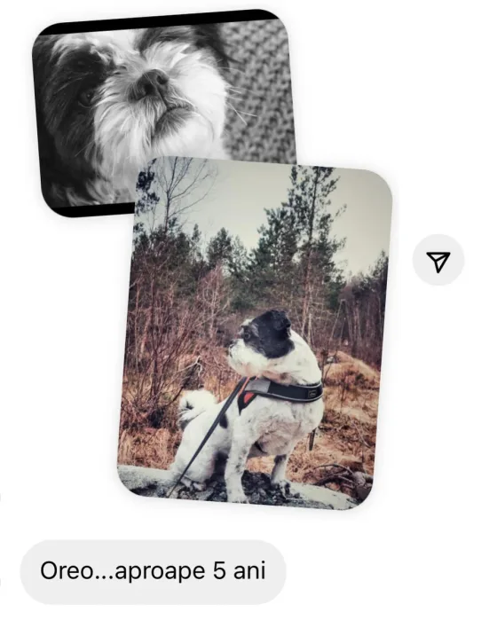 Shih Tzu 5 ani recenzie.