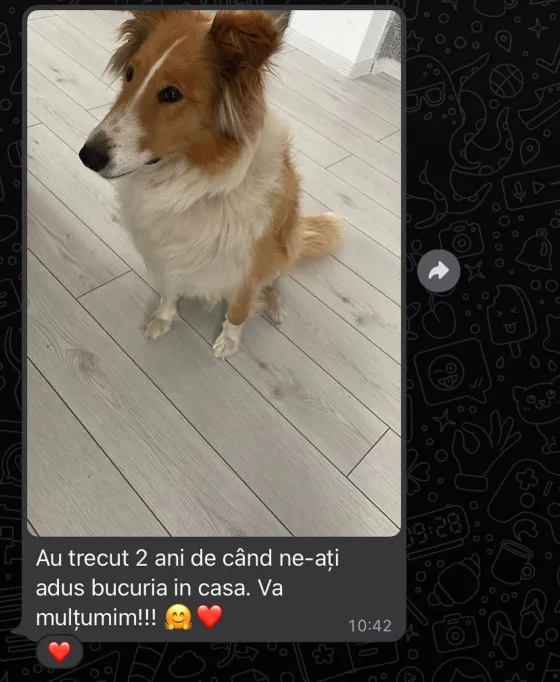 Recenzie Ciobănesc Scoțian Collie.