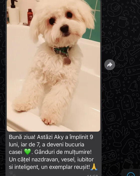 Recenzie Bichon Bolognez mascul.