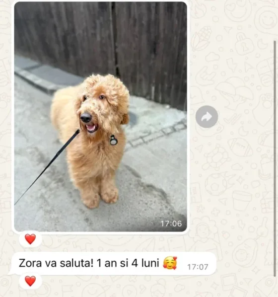 Goldendoodle femela recenzie.