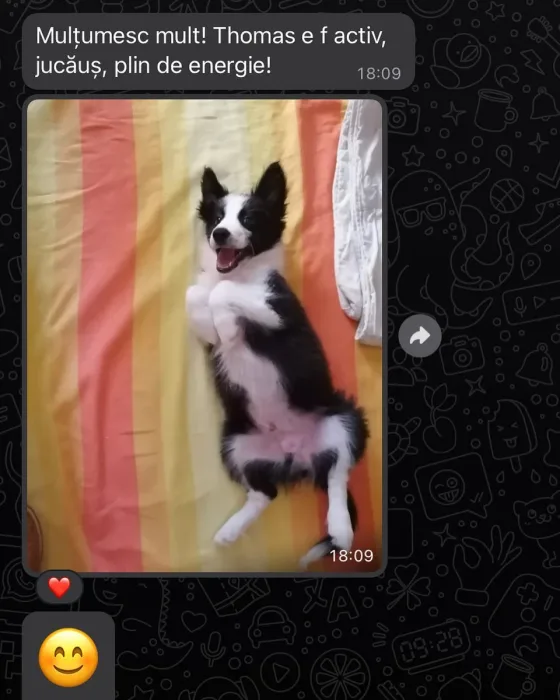 Recenzie Border Collie mascul.
