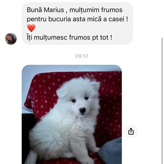 Samoyed mascul recenzie.