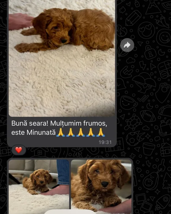 Cavapoo femelă recenzie.