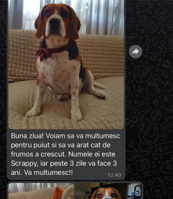 Recenzie Beagle tricolor.