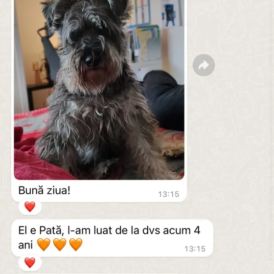 Schnauzer Pitic mascul recenzie.