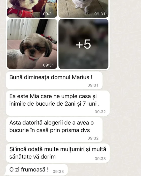 Shih Tzu femelă 2 ani și 7 luni recenzie.