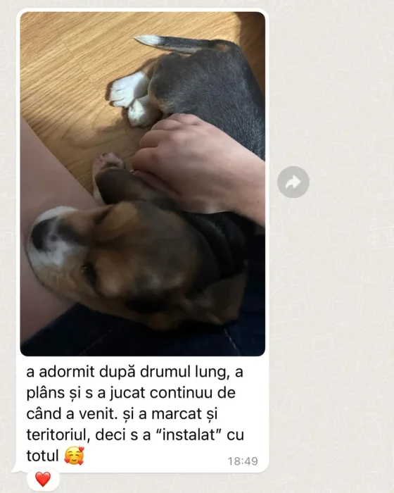 Beagle femelă recenzie.