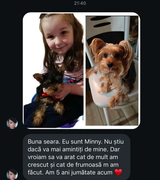 Yorkshire Terrier femelă recenzie.