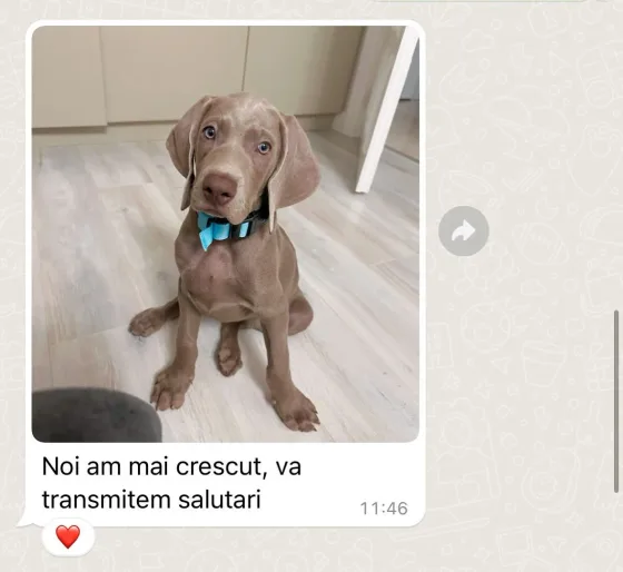 Weimaraner recenzie.