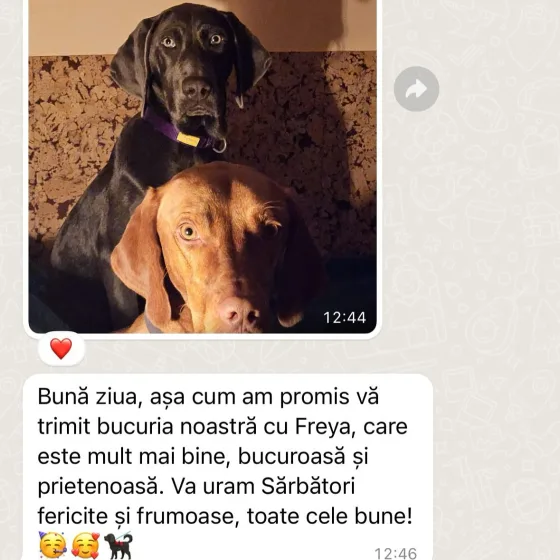 Weimaraner femelă recenzie.