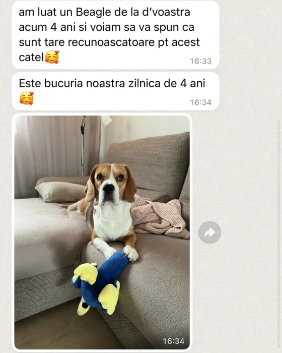 Beagle tricolor recenzie.
